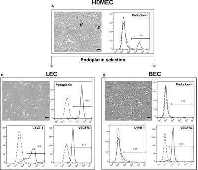 Engineering Blood and Lymphatic Microvascular Networks in Fibrin Matrices